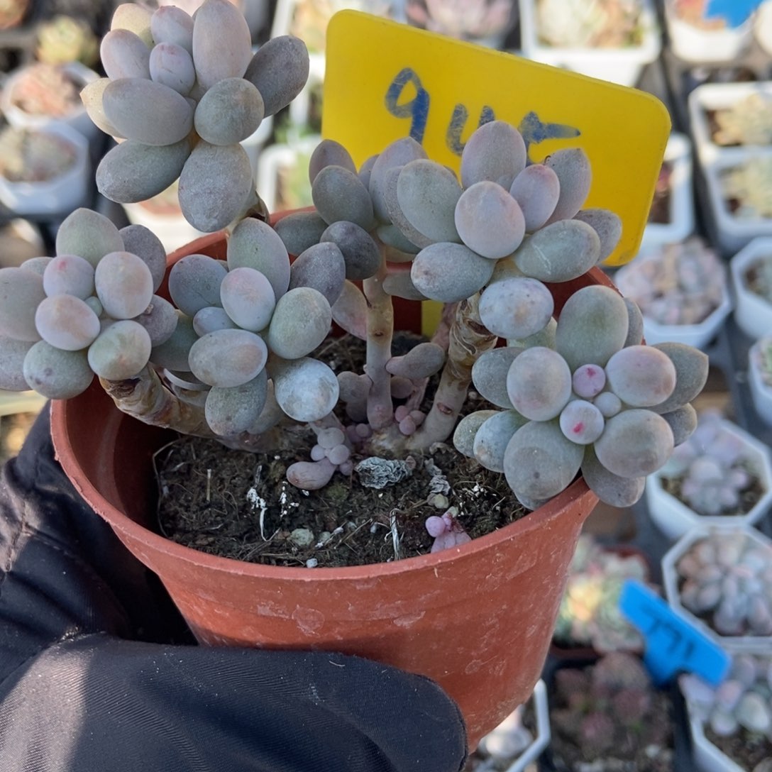 945奶尖多肉植物多肉