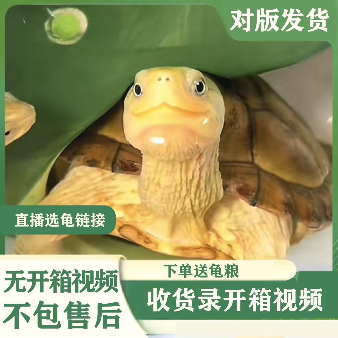 直播间拍龟专用链接