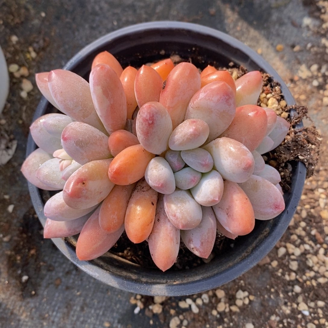 可问主播品种，下滑链接更多品种选择