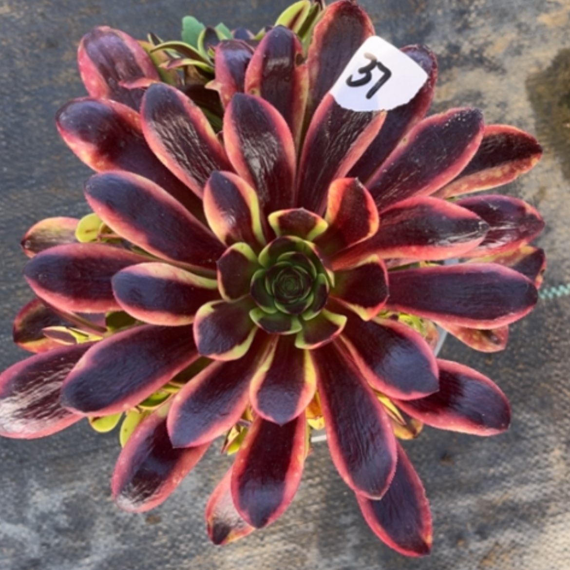 【闪购商品】37欧佳丽多肉法师