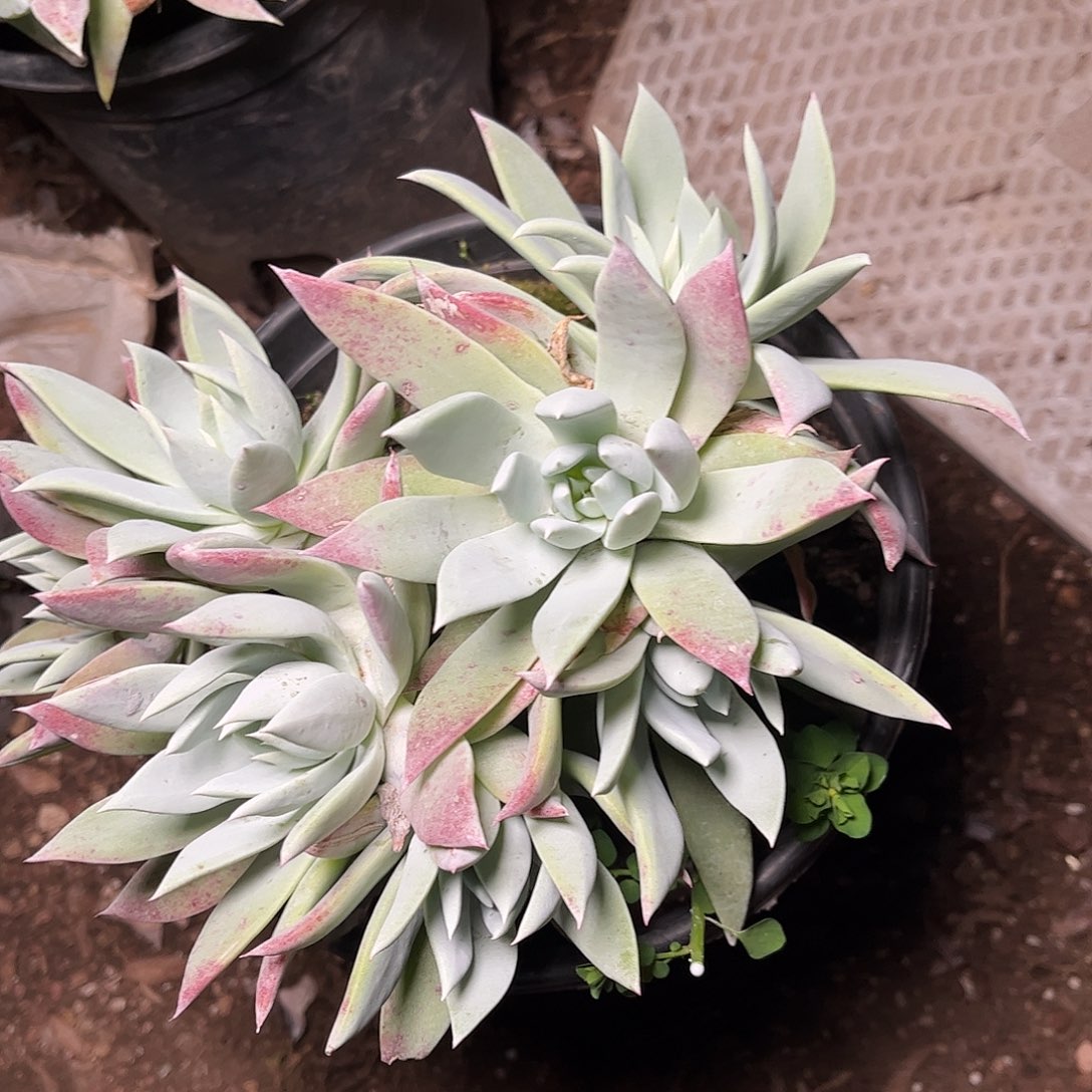 8256大花朵杂交多肉