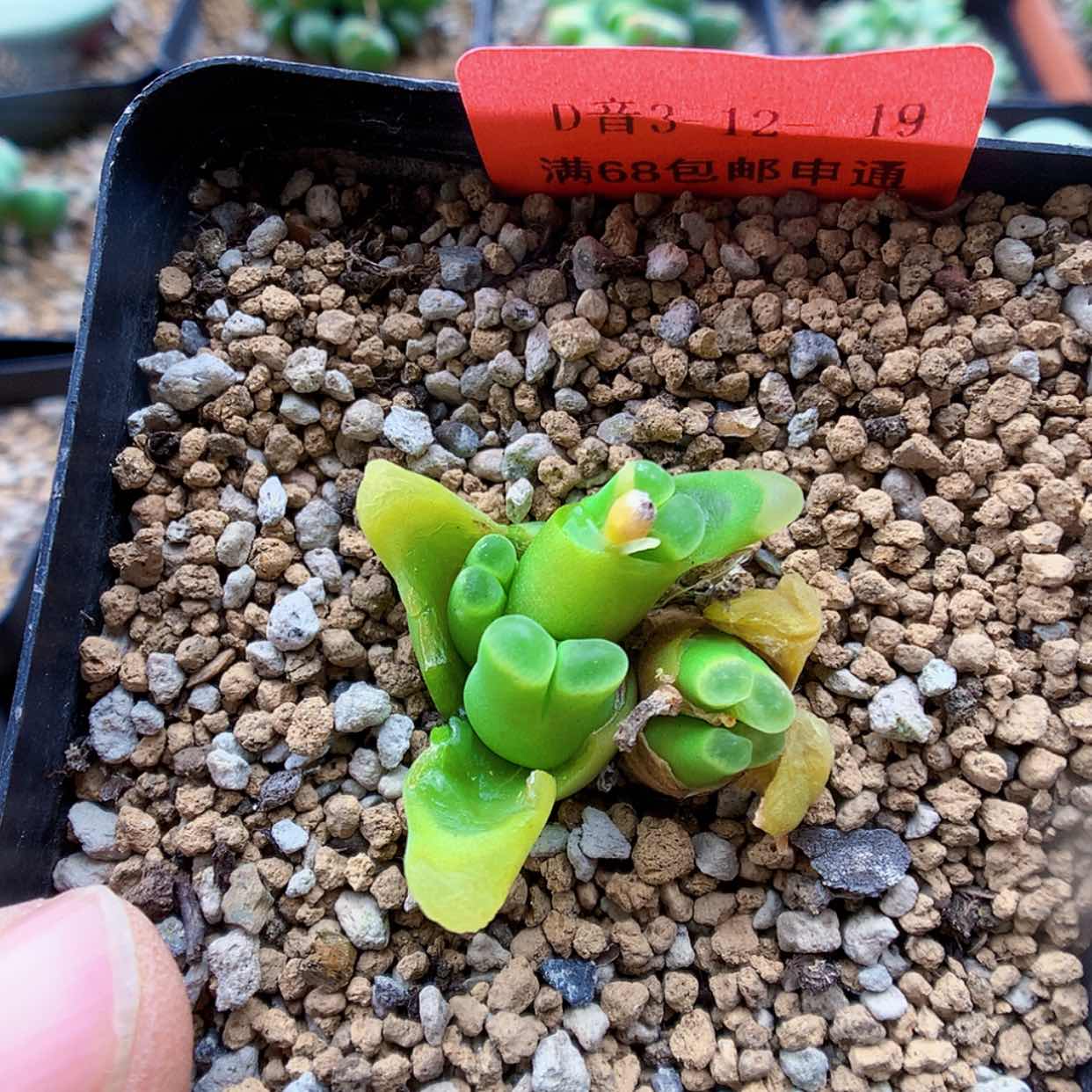 【闪购商品】3-12-19 风铃一群特 25