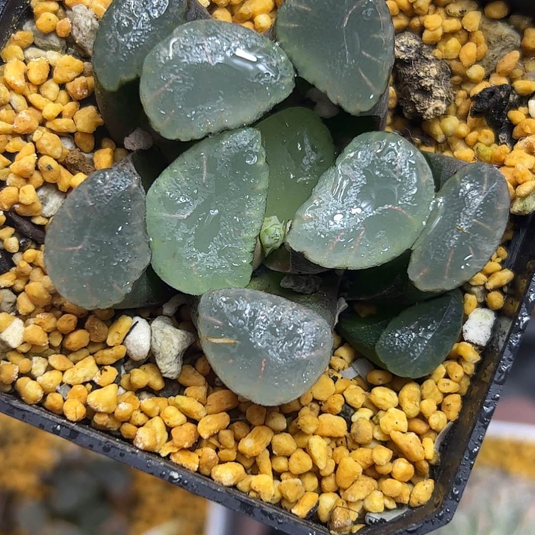 红月亮巨大化十二卷多肉植物