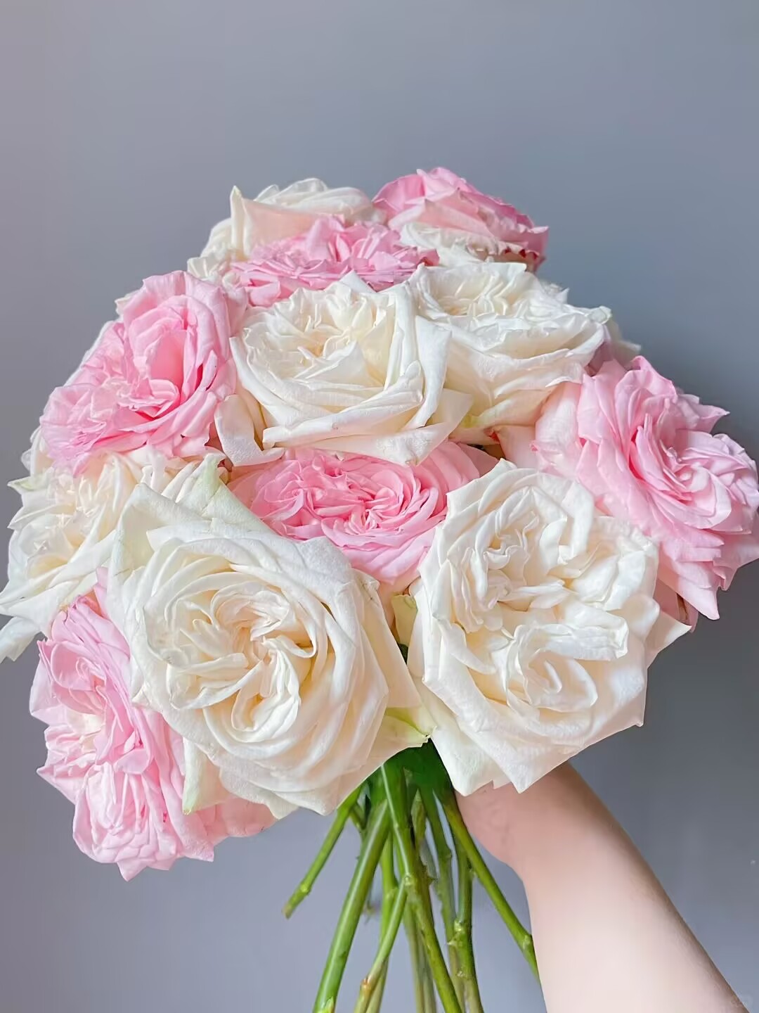 【花涧十顷】粉荔枝-单头玫瑰