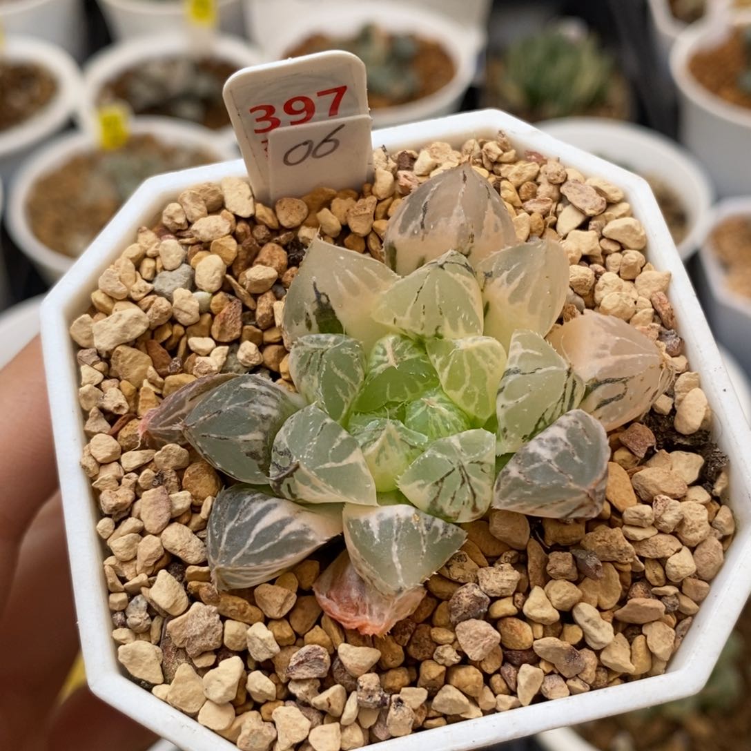 397楼兰玉露多肉