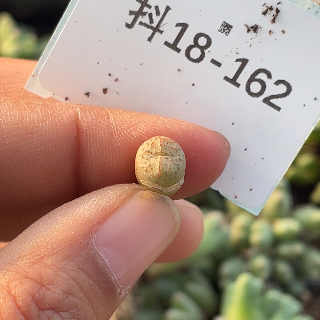 ****猩18-162肉锥多肉植物