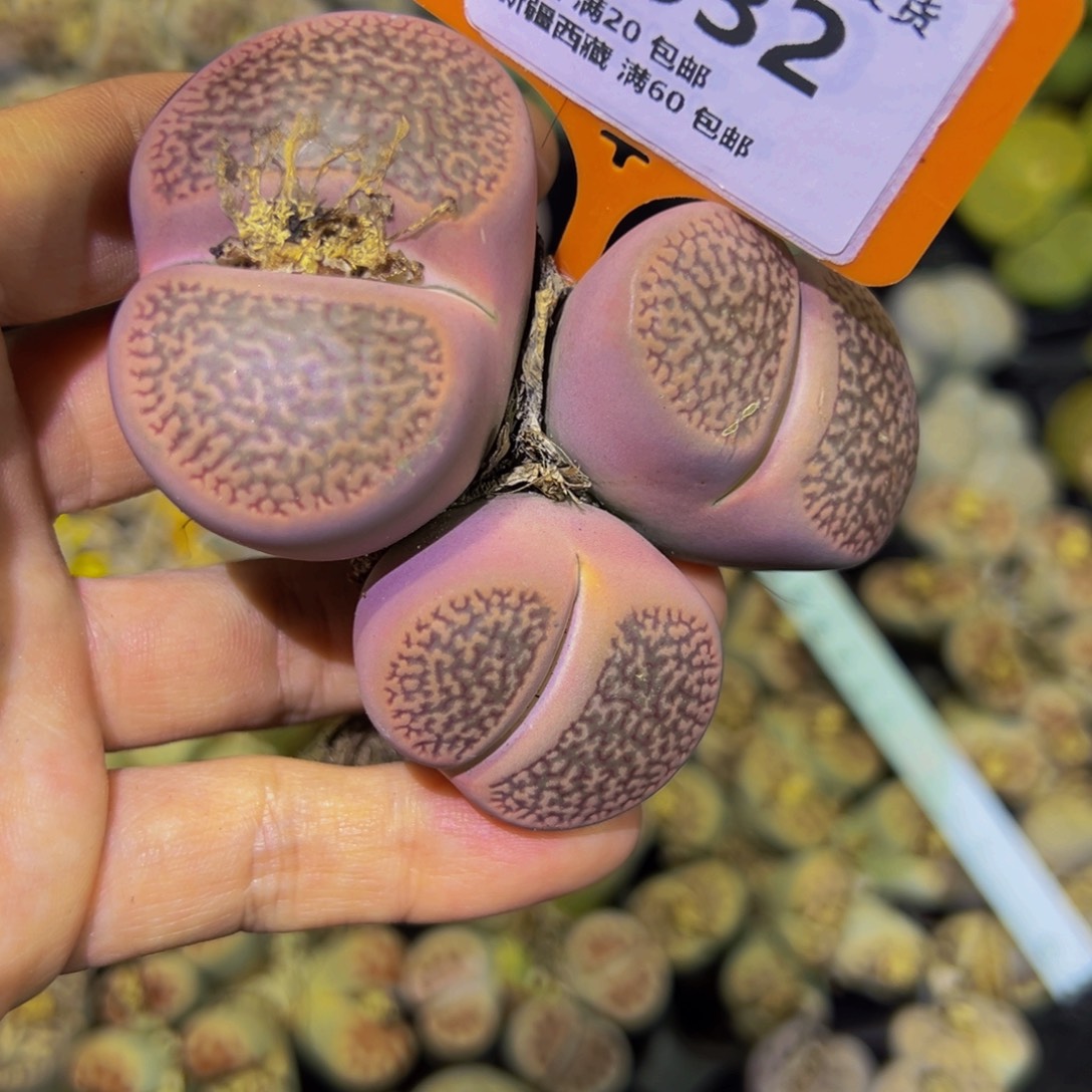 L***3332 一物一拍，默认有伤，介意勿拍，不退不换