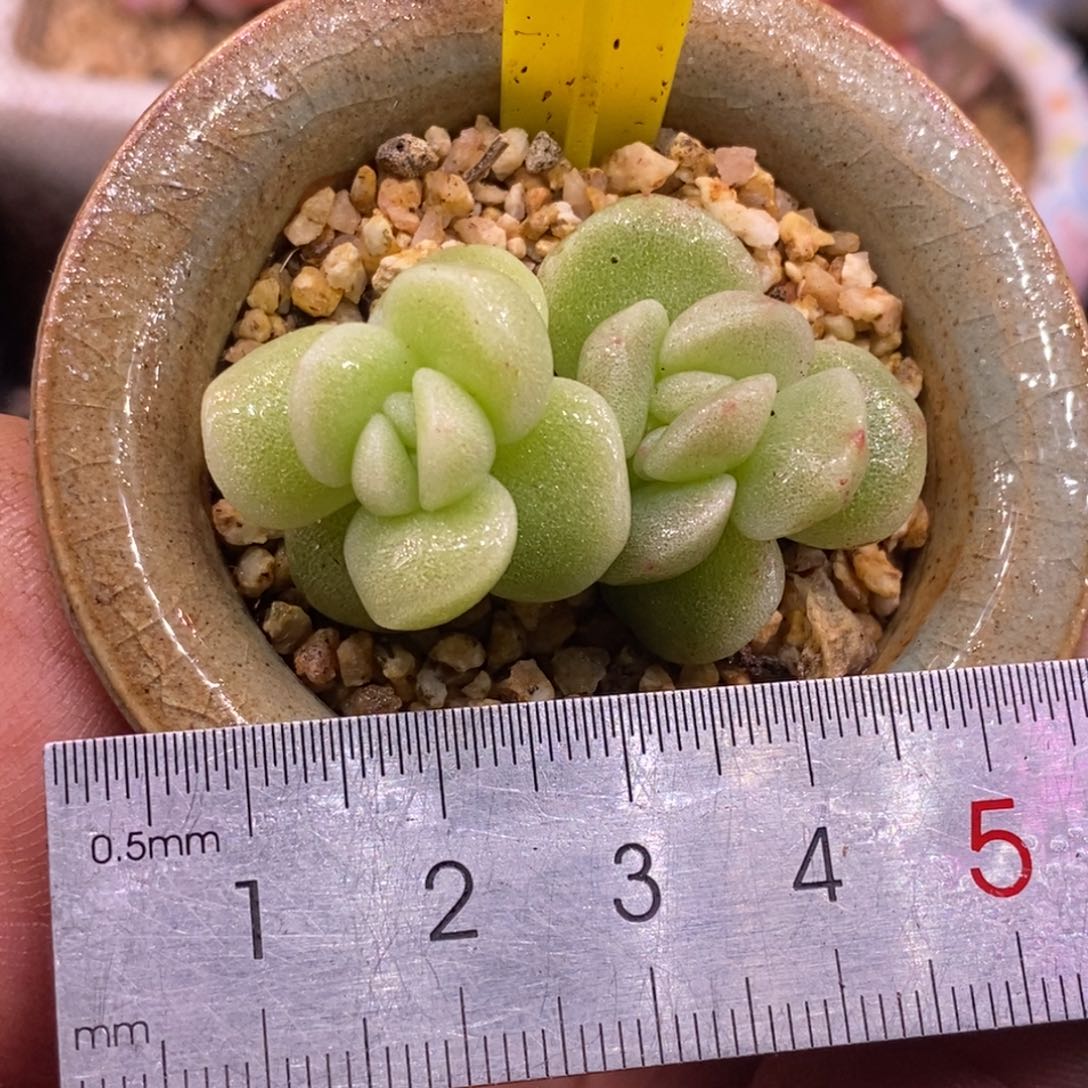 465冰玉石化带锦多肉…………