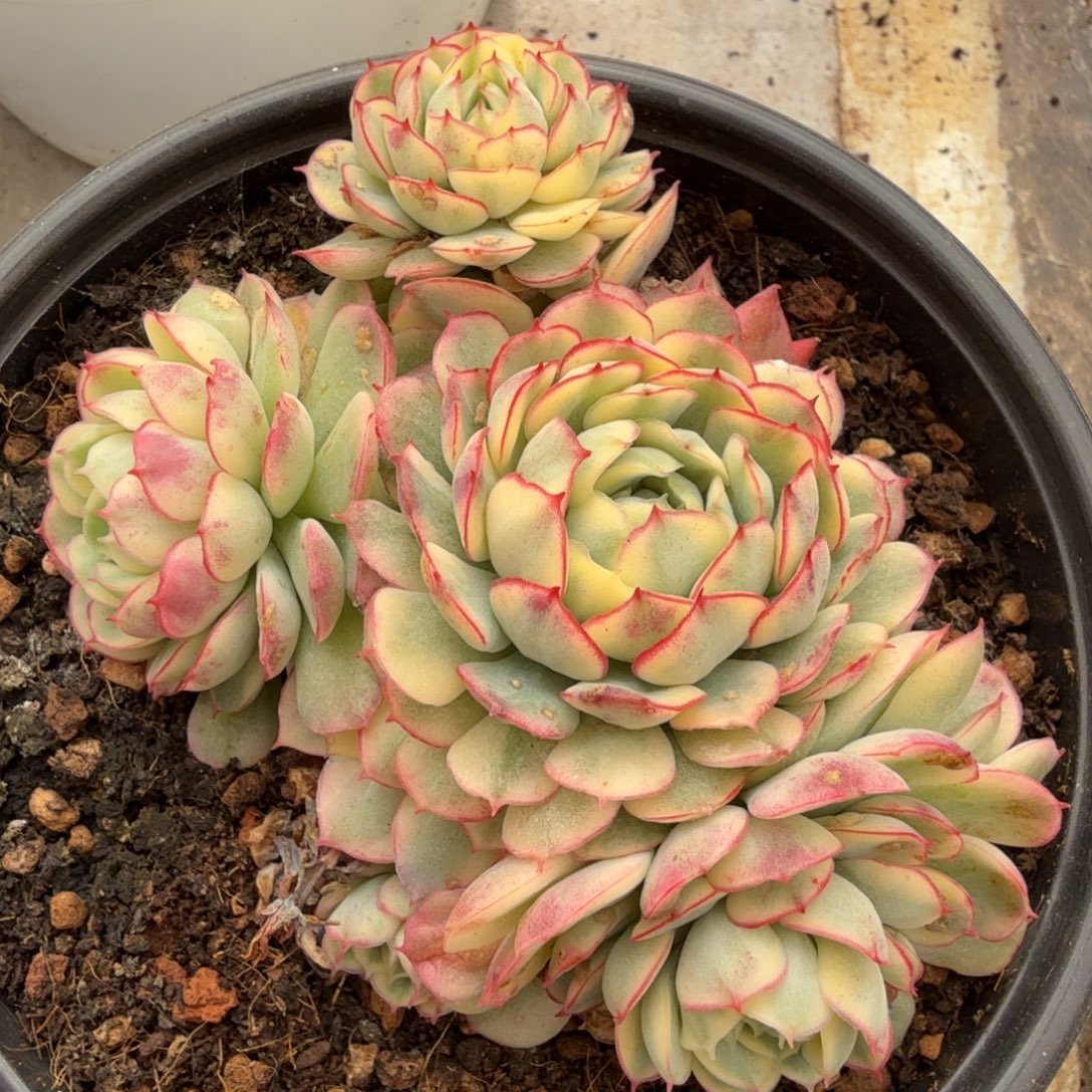 梦幻那个锦腹轮锦