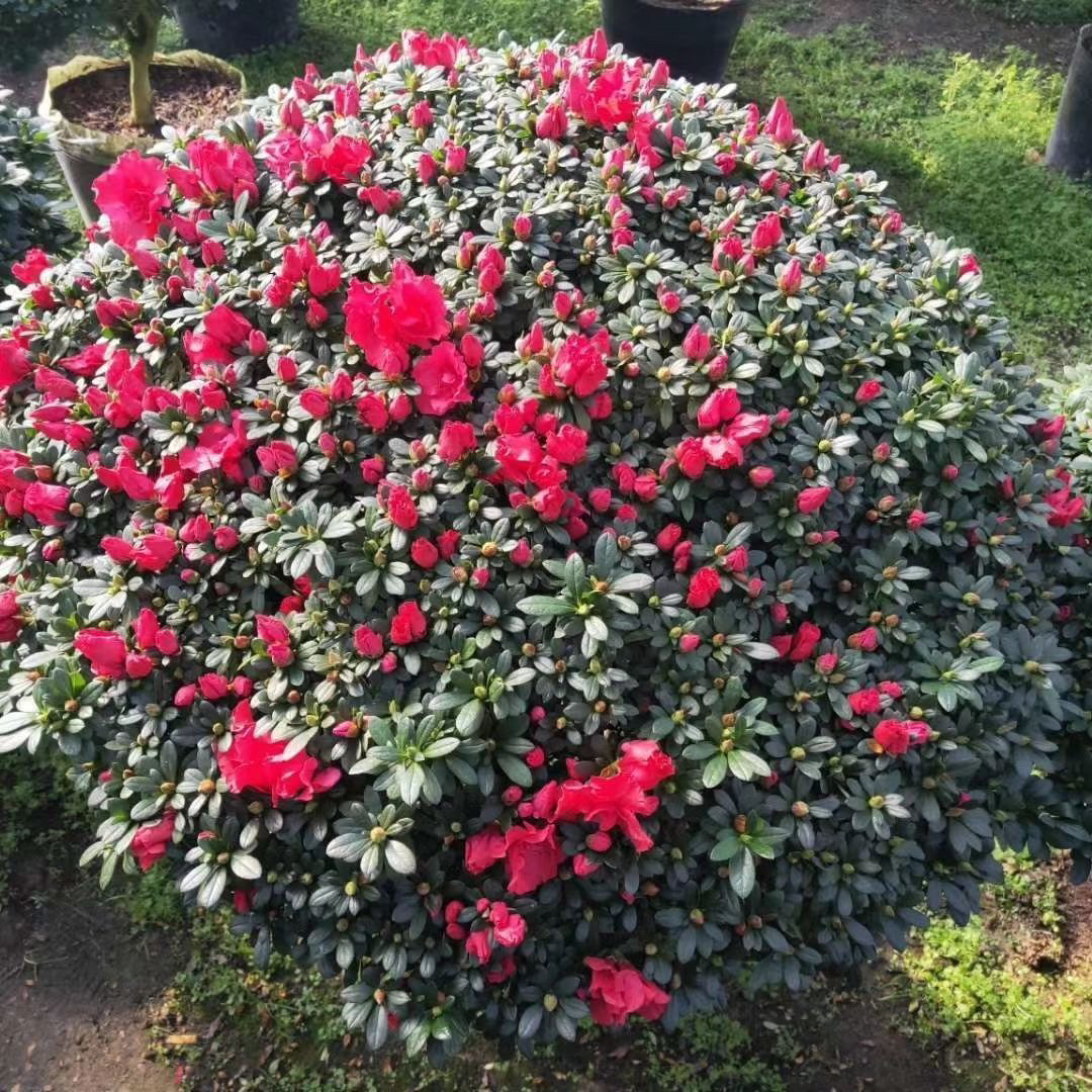 特大年宵杜鹃花带花苞别墅庭院、客厅、阳台好养四季开花花卉