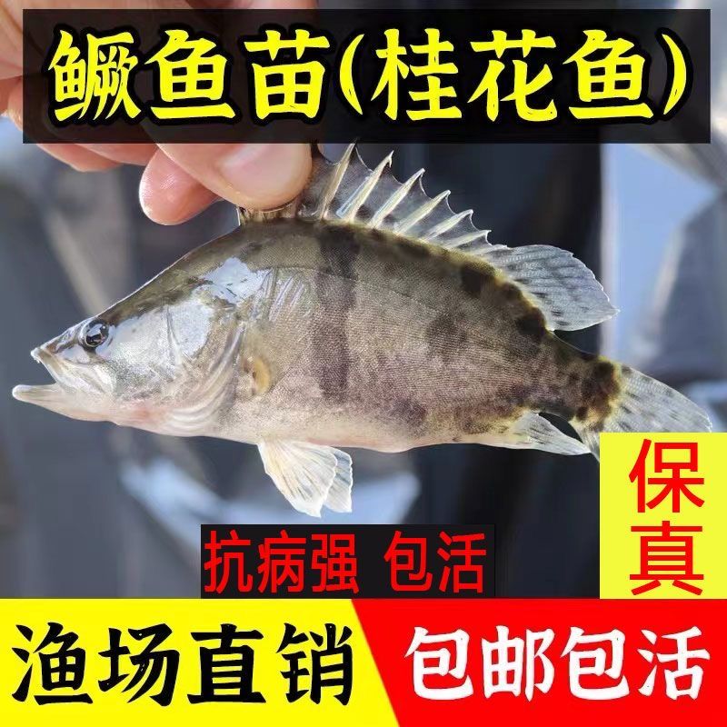 鳜鱼速快专线淡水养殖鳜鱼桂花鱼翘嘴鳜大眼鳜淡水观赏鱼宠物鱼