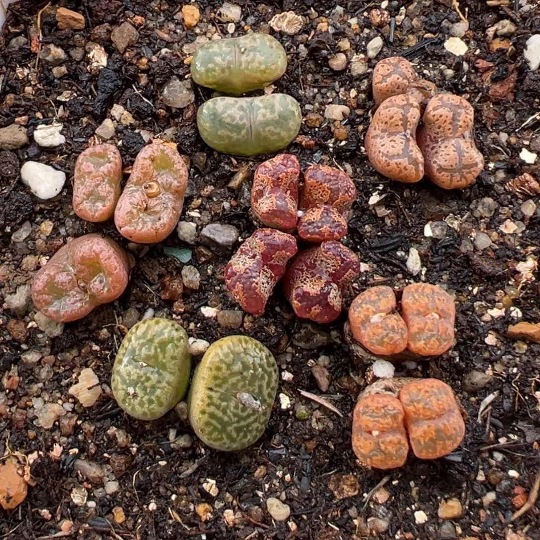 1.26好看的多肉757