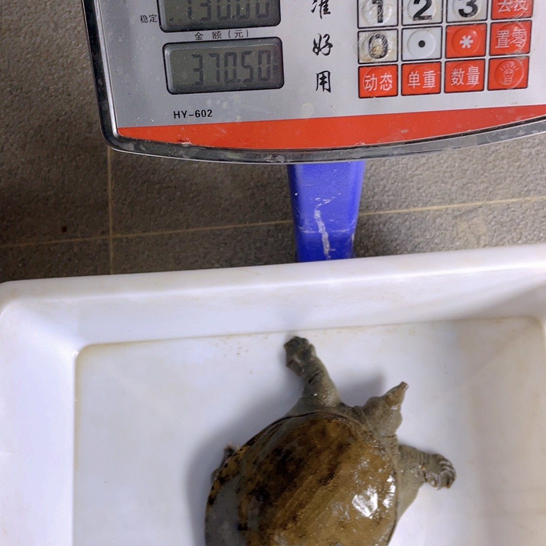 中国大陆12345678