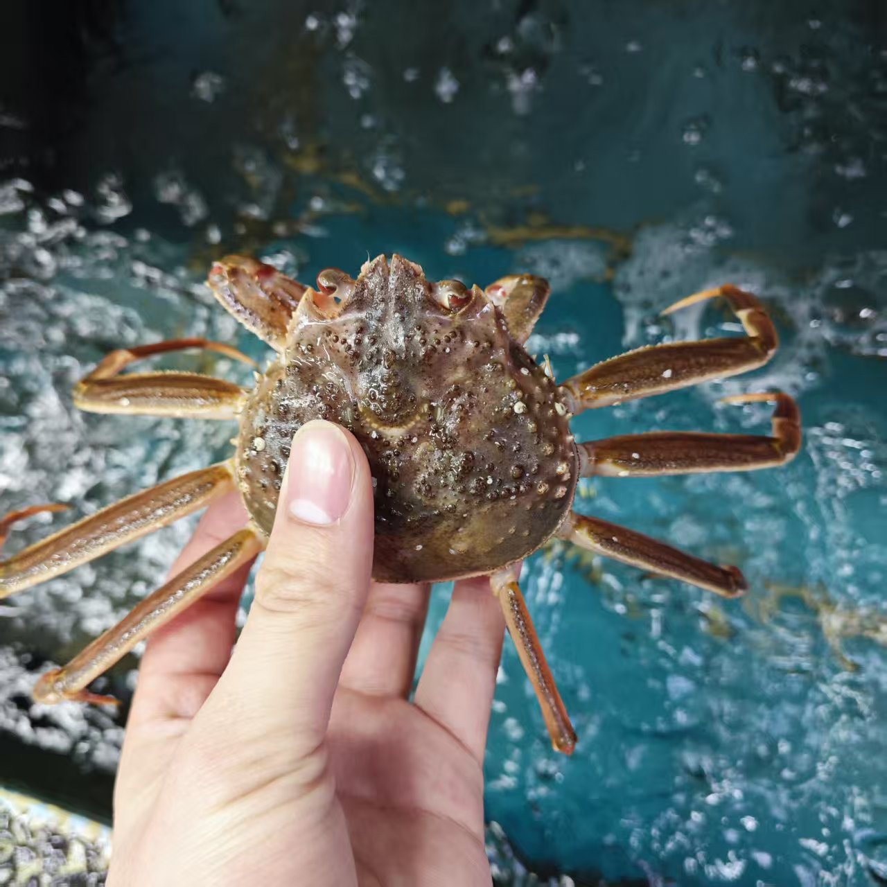 【小松叶蟹】松叶蟹长脚蟹大小规格介意个别断脚勿拍