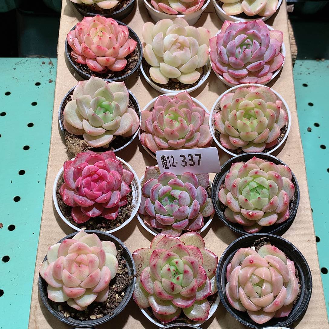 12-337一物一拍带盆18颗