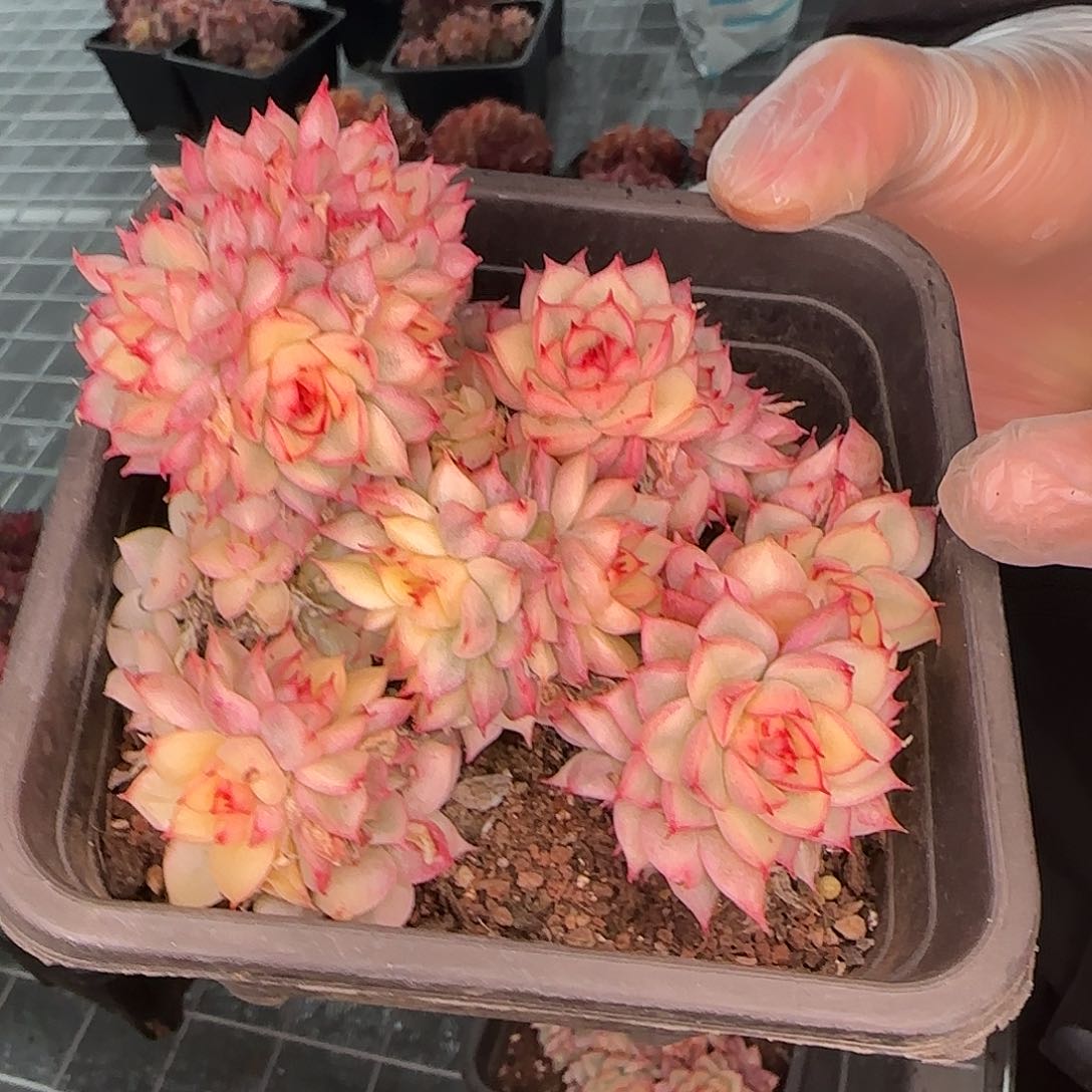 从前慢花园精选0126-女雏锦大