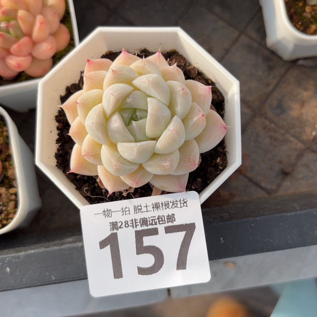 白卡单头无盆土发货