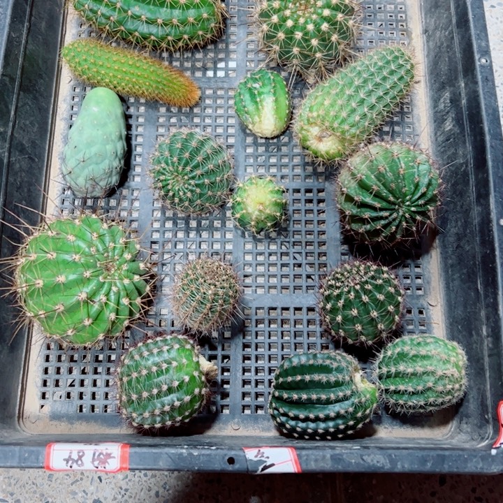 16框拍歪斑小无根侧芽无售后