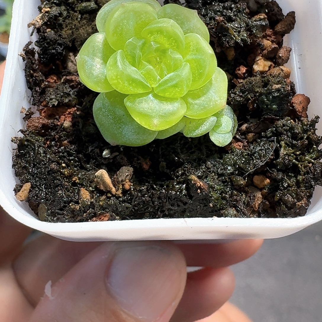 160号绿小七多肉1111
