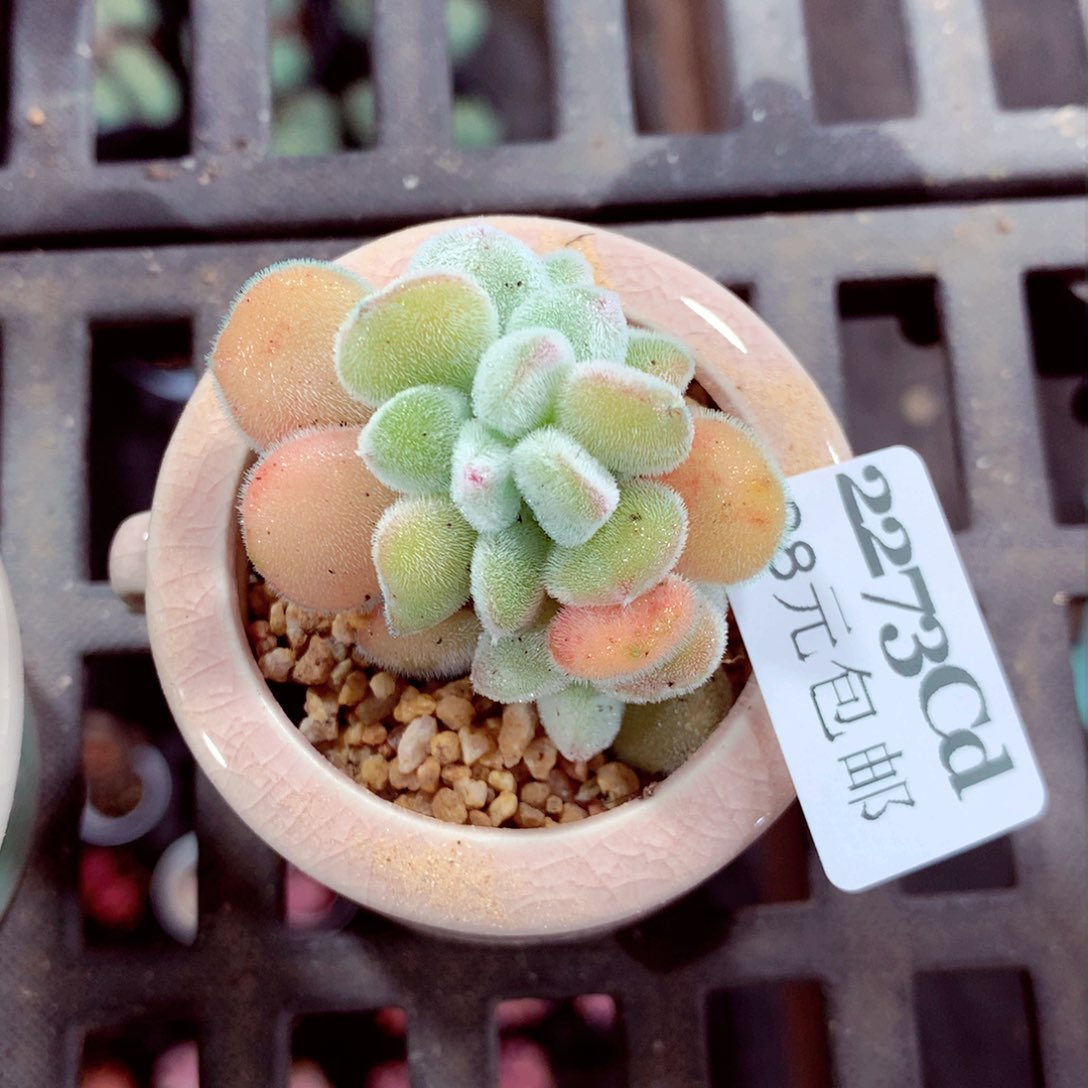 5厘米盆精控多肉2273