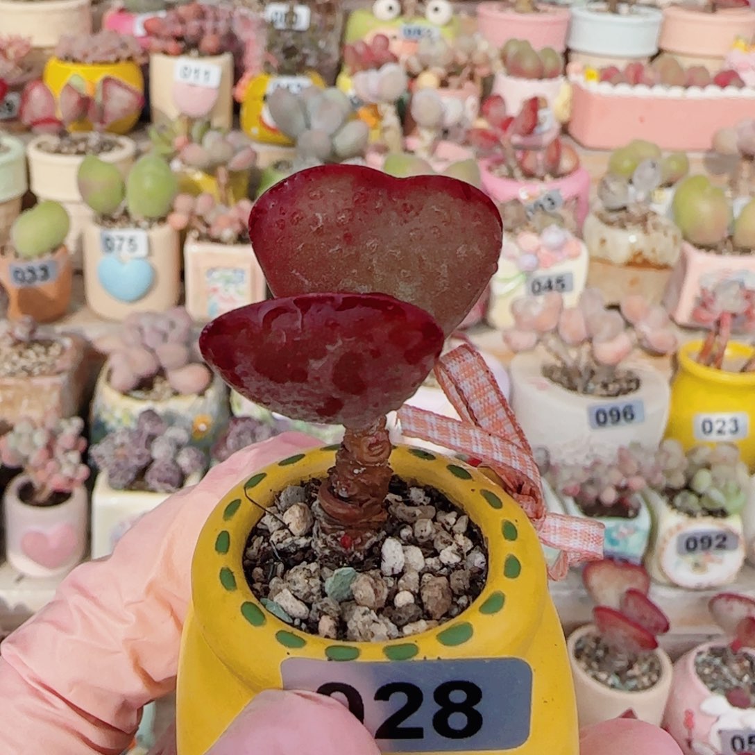 T爱心水泡盆口2.5cm