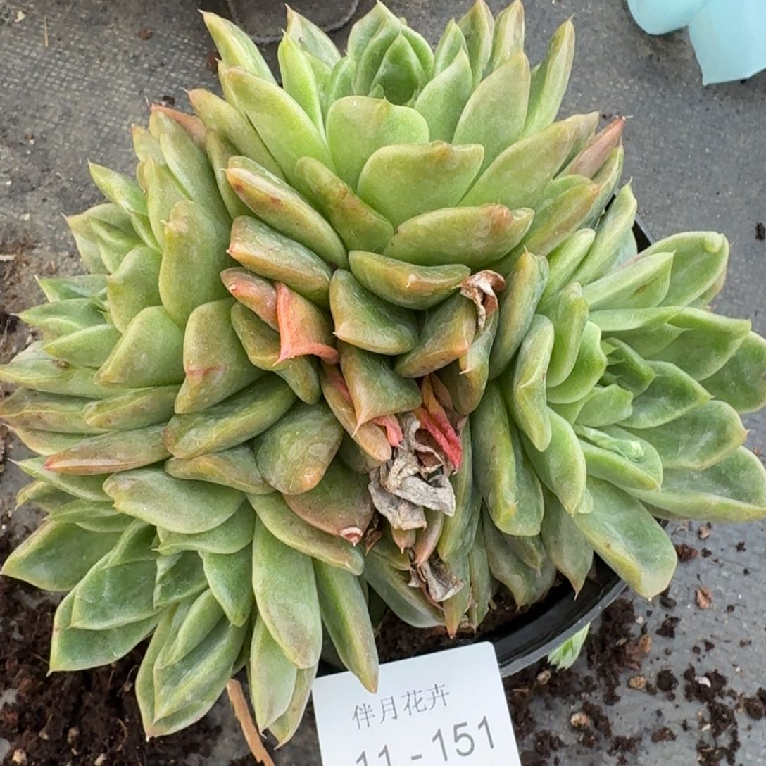 多肉杂交一物一拍11-151