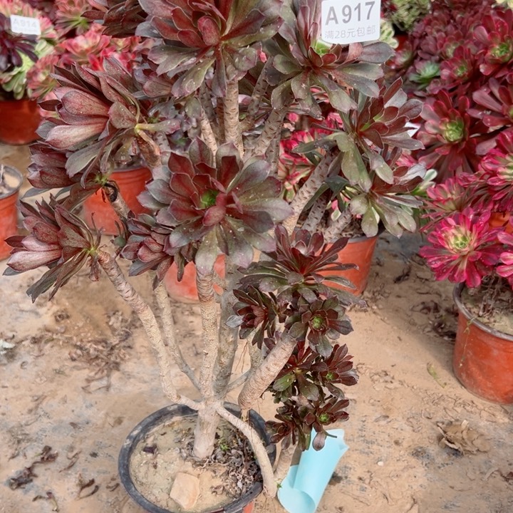 917灰法师多肉有掉头一个