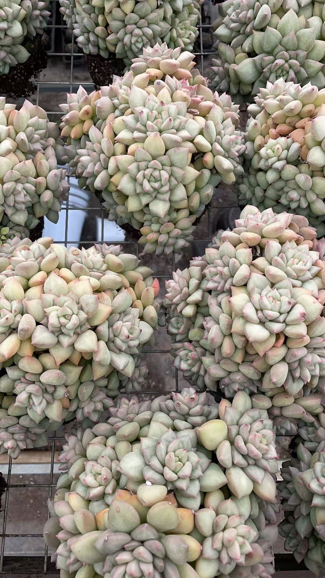 大群象牙   多肉绿植