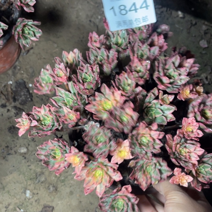 1844甜茶的人多肉的