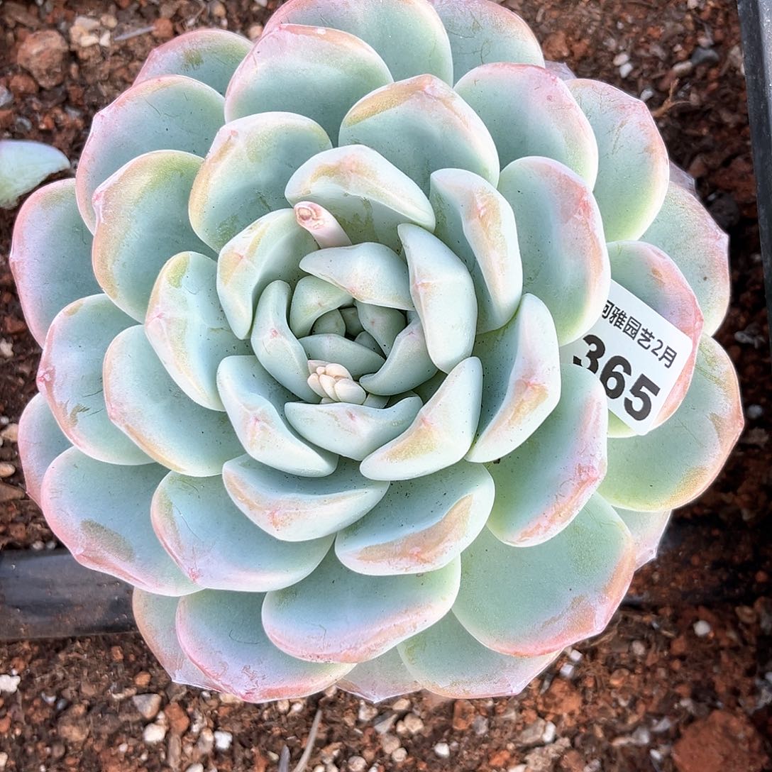 阿雅园艺。             365