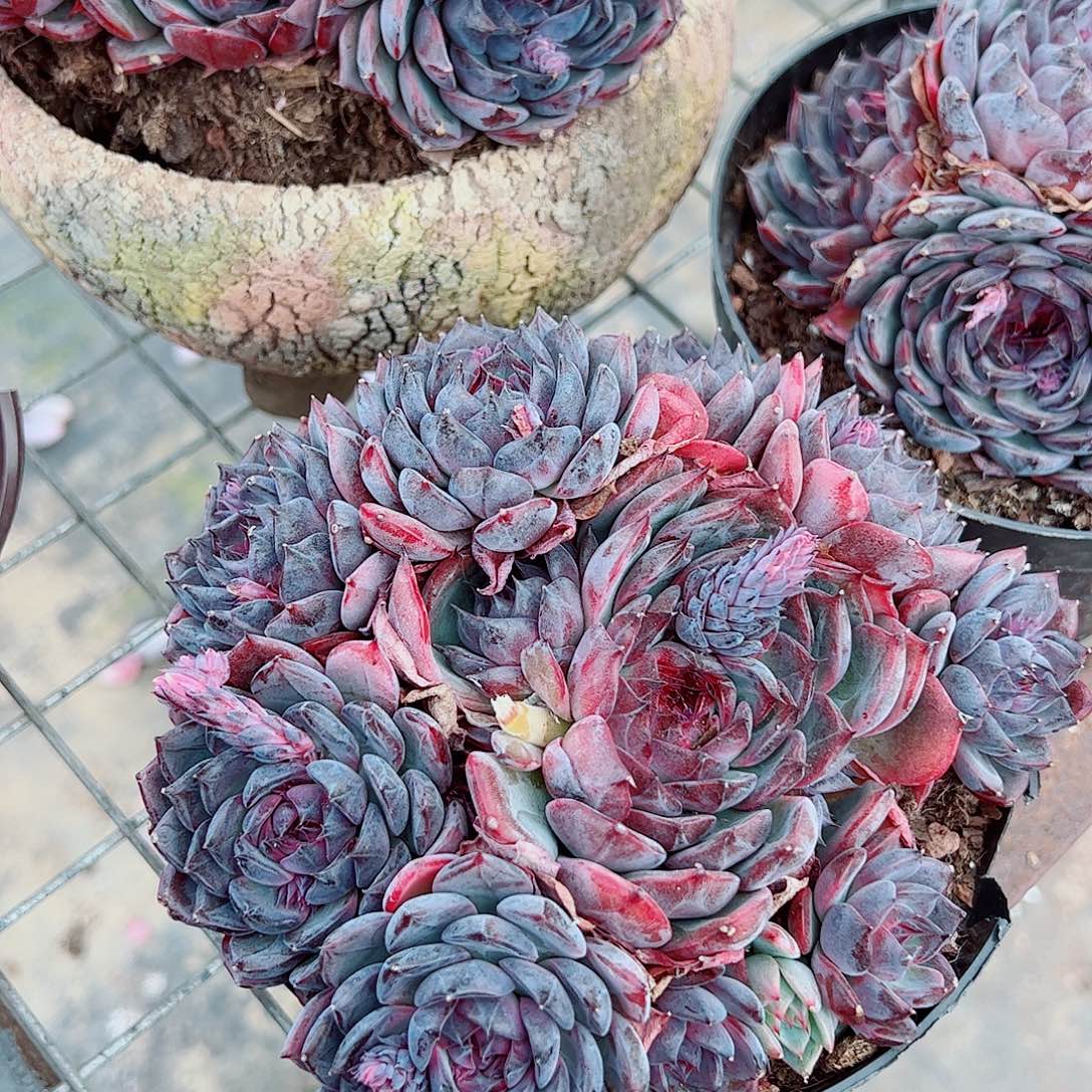 蓝色妖姬多头群生精品特价