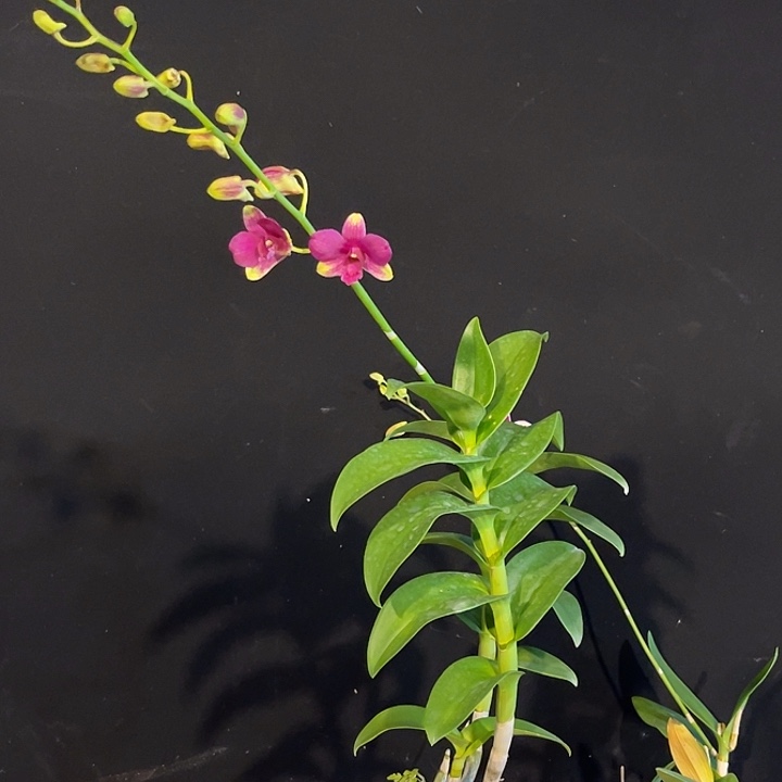 完全开放2145个体兔丽丽