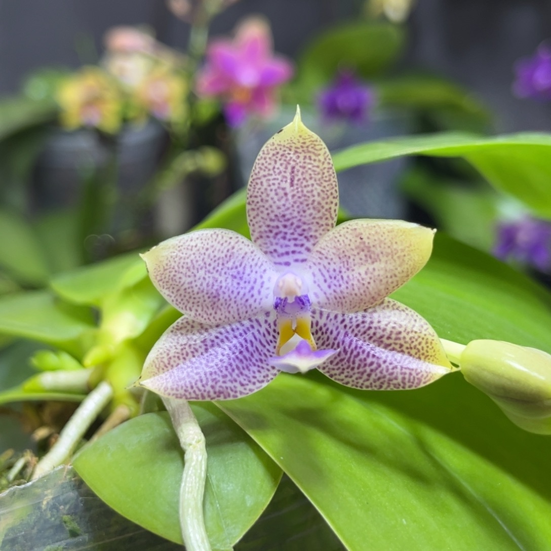 完全开放2.5寸yw08开花株