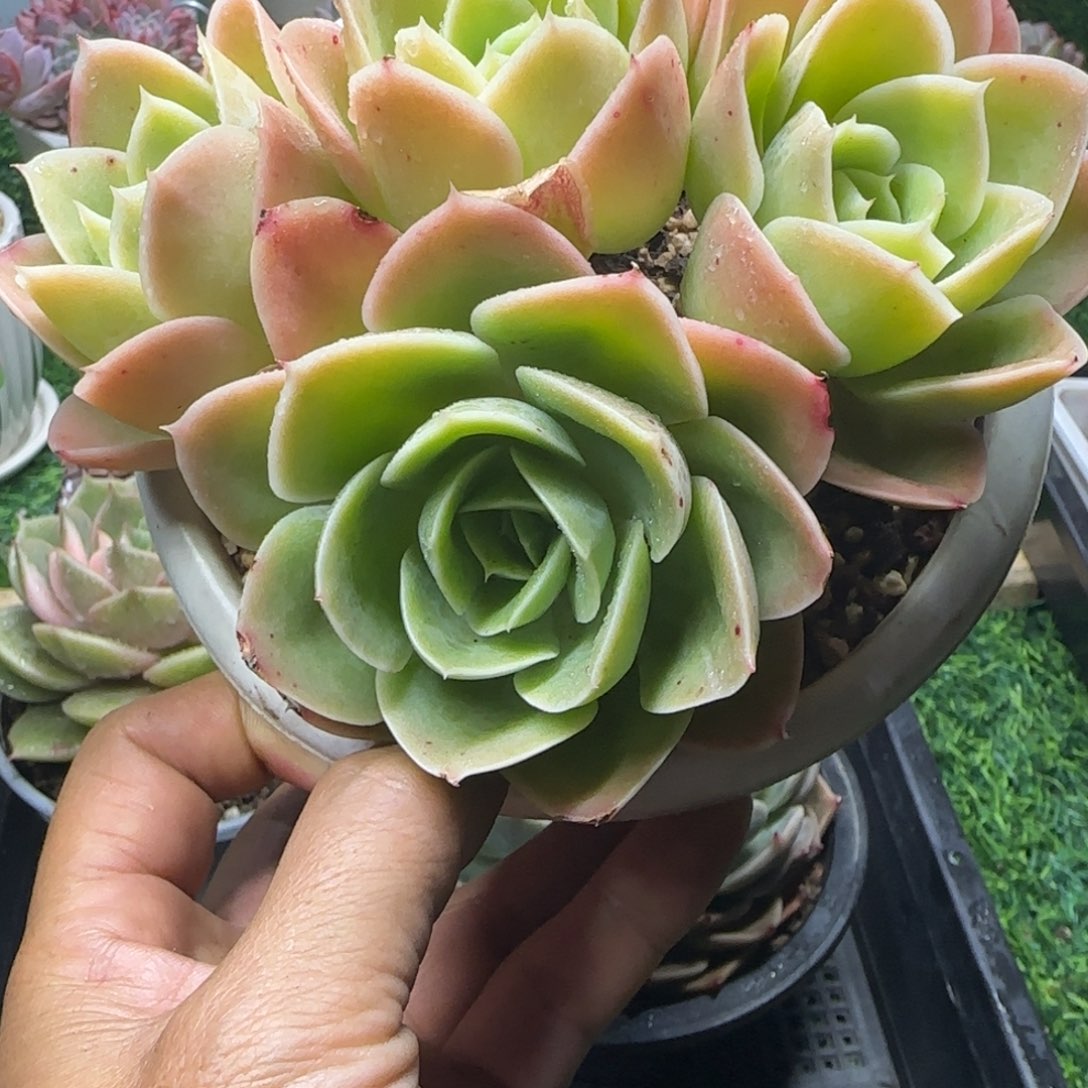 锦安精品多肉植物255