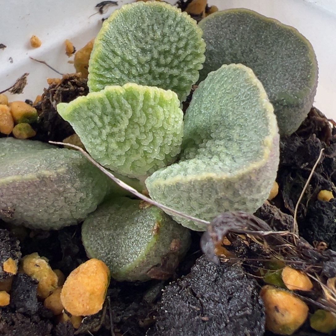 福利款实生新品多肉植物冰枝放射纹