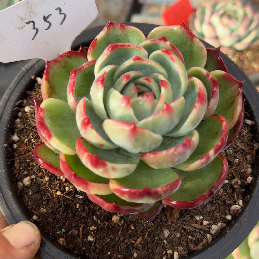 圆脸惊鸿一物一拍包装收缩花旱353