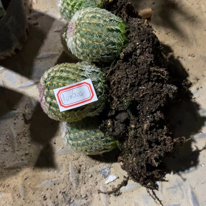 —***子完美主义者勿拍红太阳五颗100604