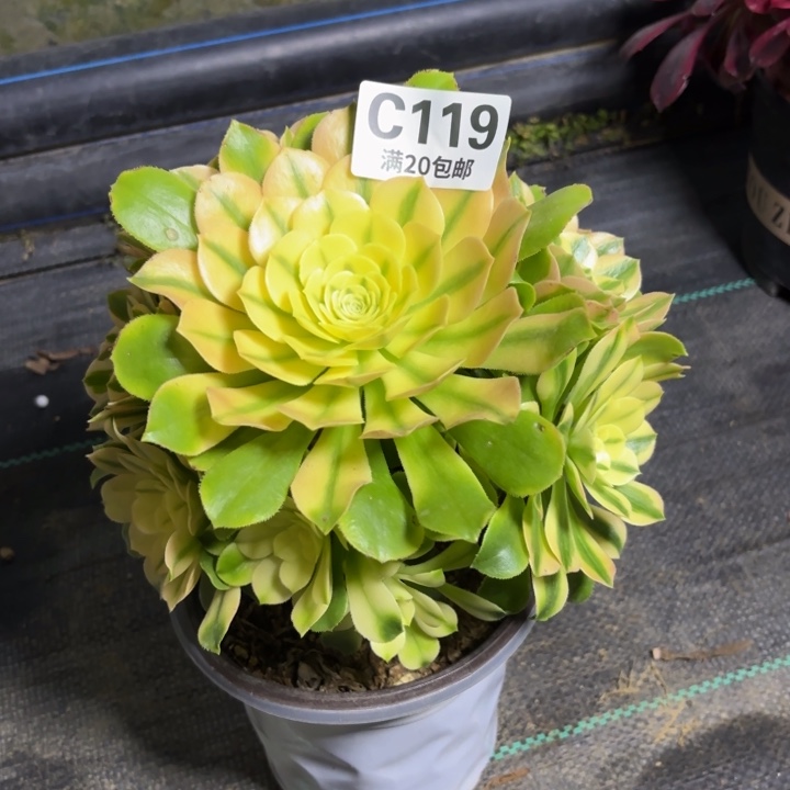 瑞妈一物一拍119