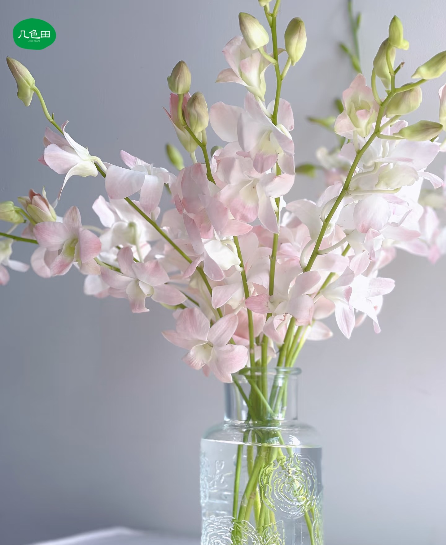 （进口）大浅粉洋兰----云南直发鲜花云南花插花鲜花