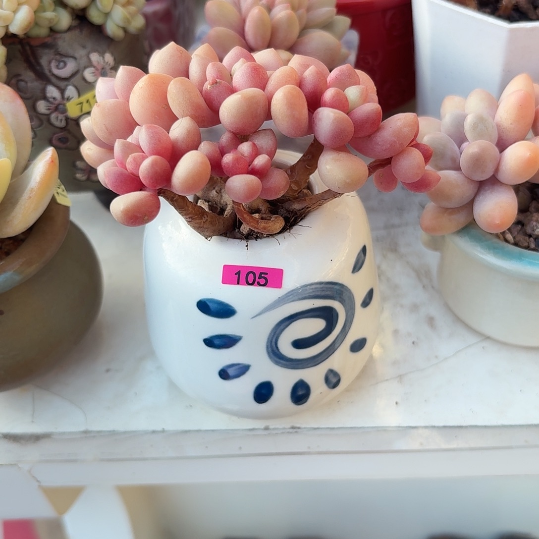 蛋***乐一物一拍编号105 