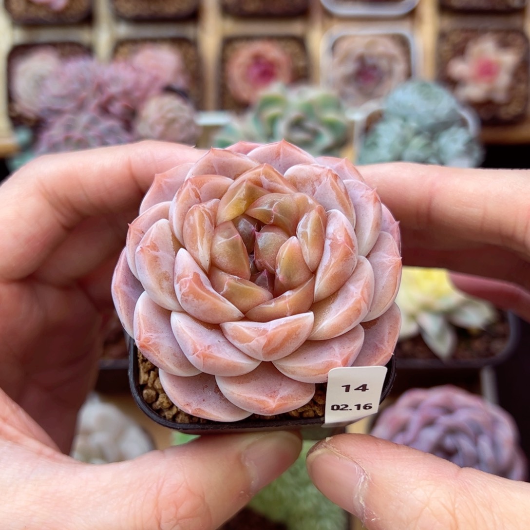 空鸣14、哈哈哈哈