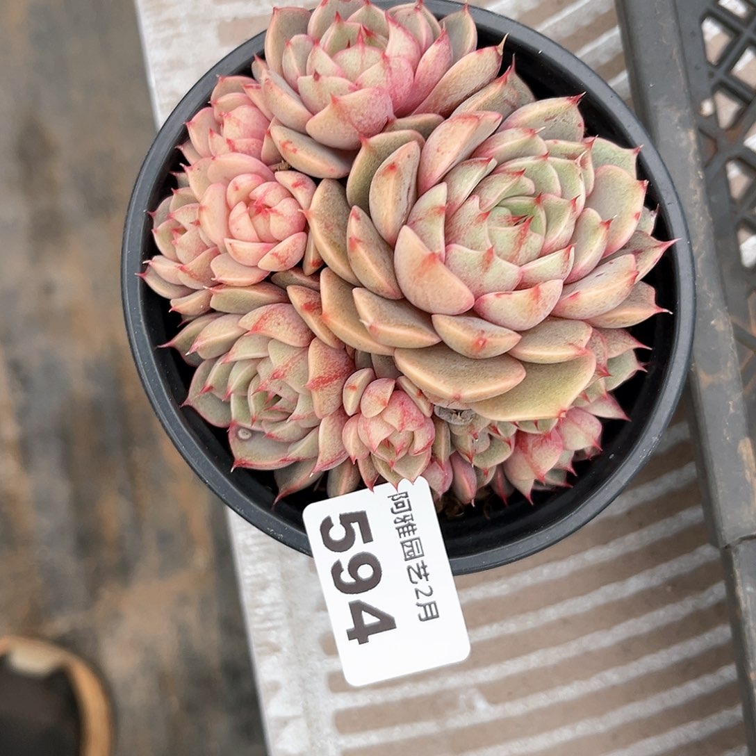 阿雅园艺。      594