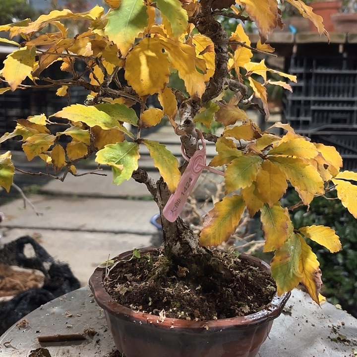 S***g无花朵整子想起来啦