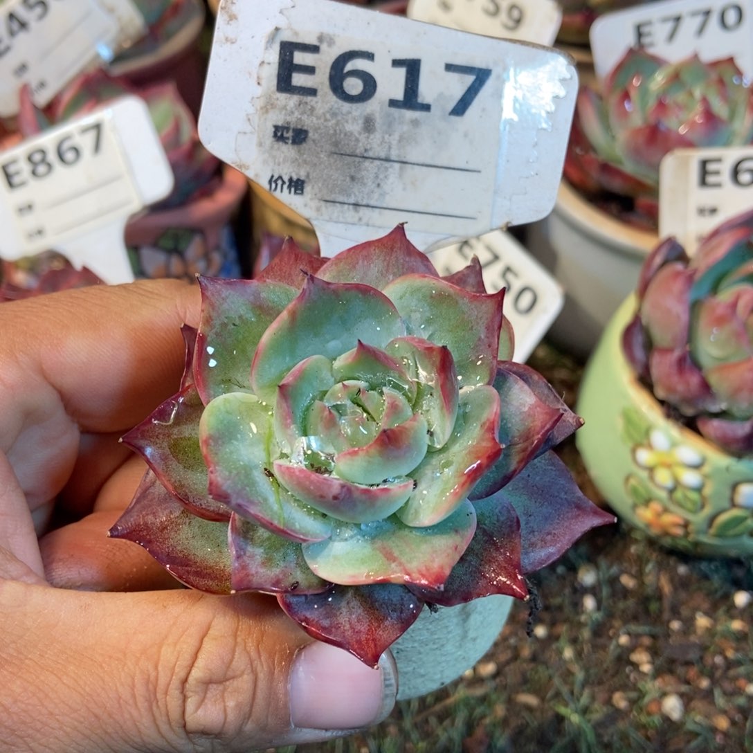 惊鸿一瞥617号多肉