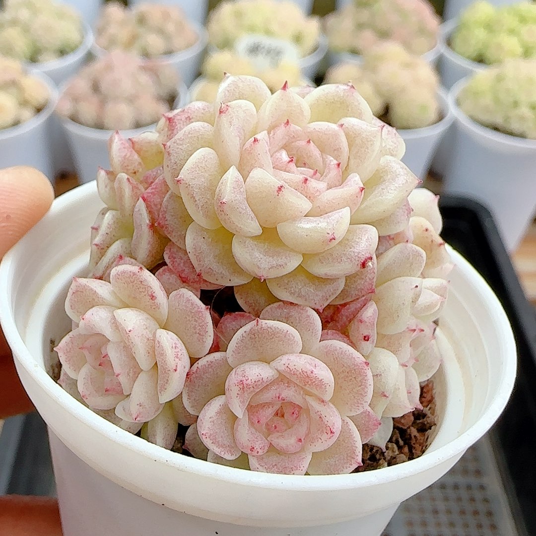 1225-78（xx-58）优选