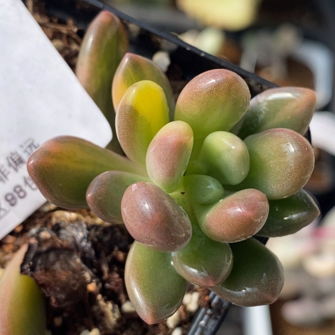 26灯美人锦 小方花圃一物一拍