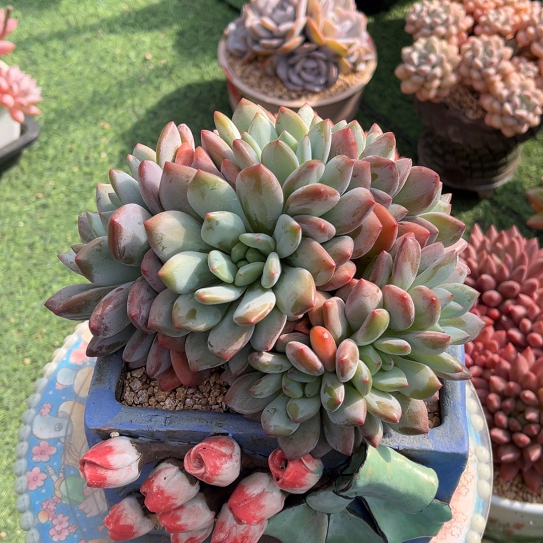 杂交朵朵缀一物一拍