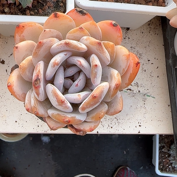 青蛙王子儿童牙膏111