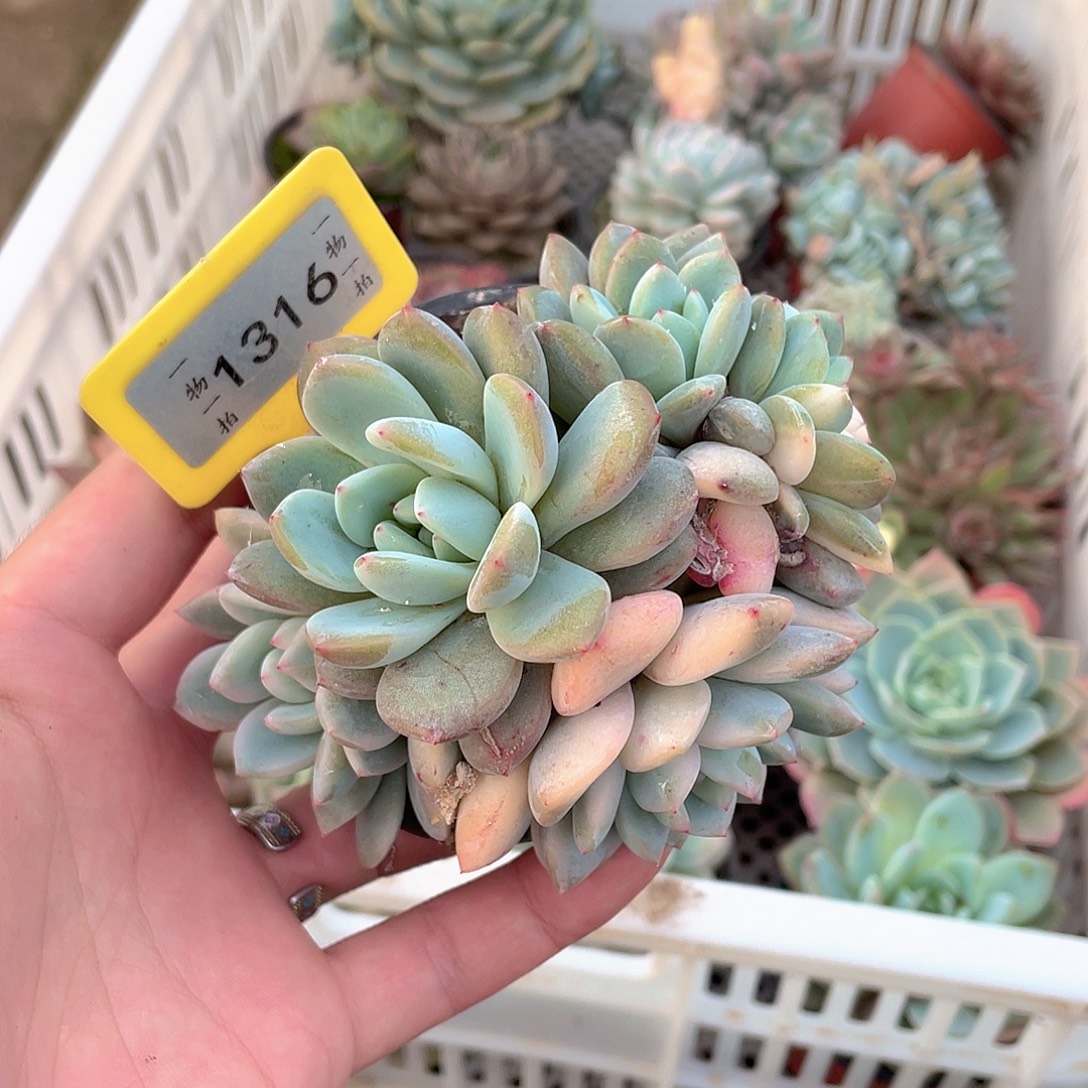 *****1316号多肉有砍福利