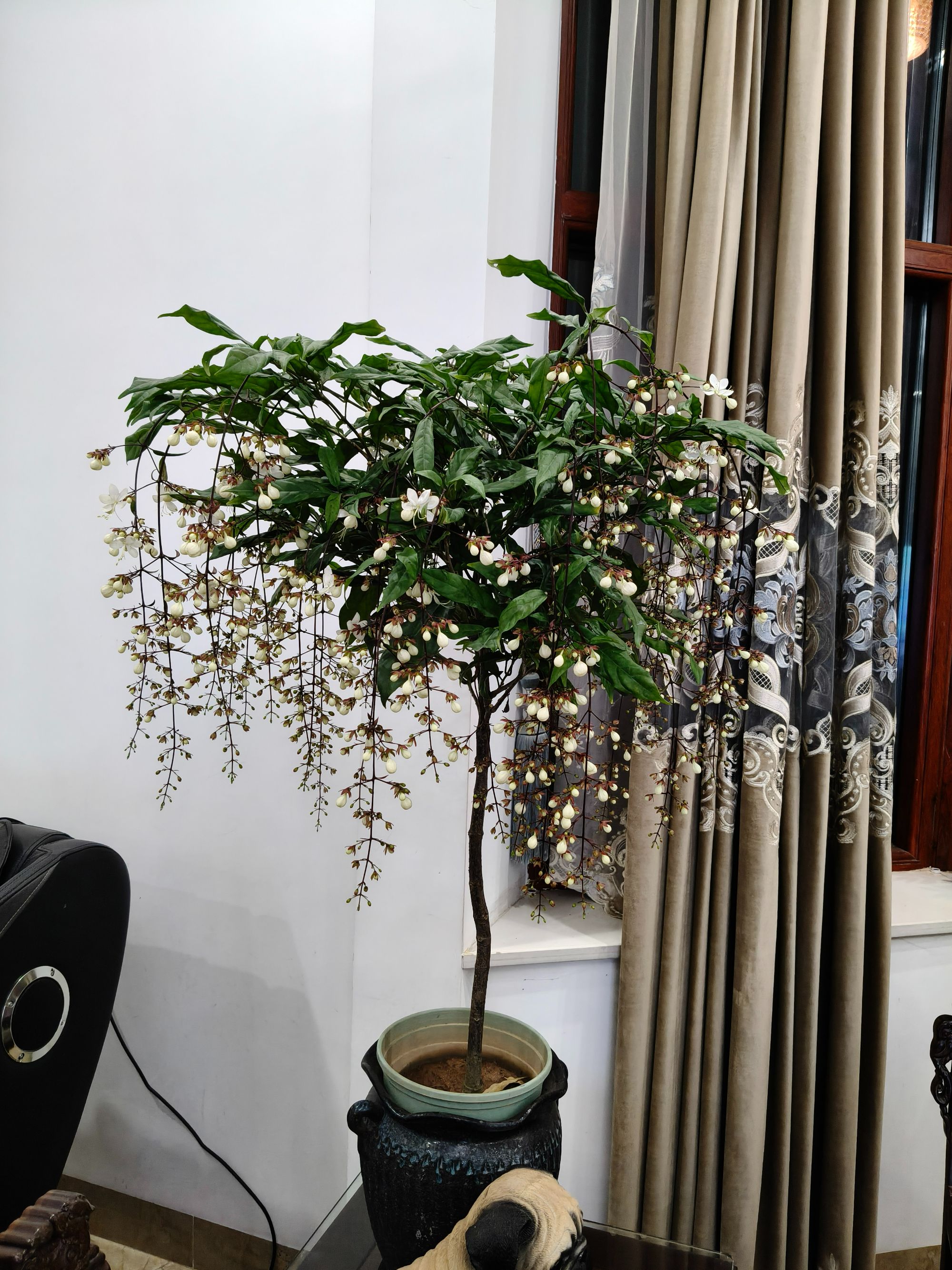 泰国垂丝茉莉带花苞室内盆栽耐阴易养护四季开花超长花期带花苞